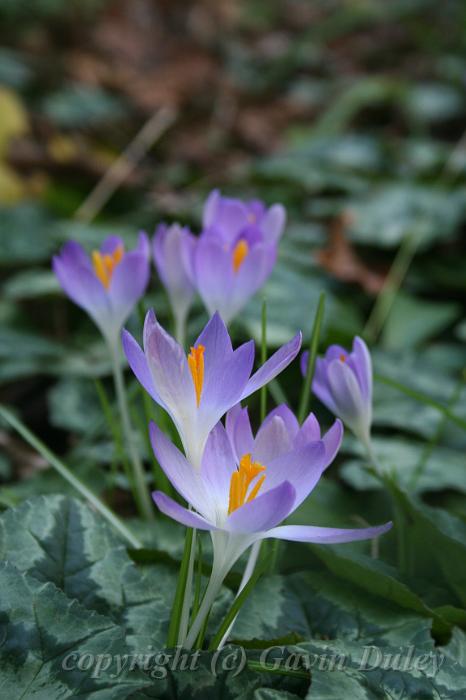 Crocuses, Tindale Gardens IMG_6762.JPG